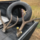 Image for article titled Stylish Elk Has Its Tire Necklace Removed By The Man UPDATED